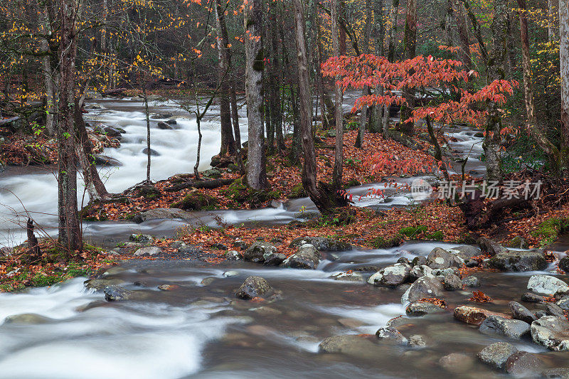 End of Autumn in Greenbrier in the Great Smoky Mountains